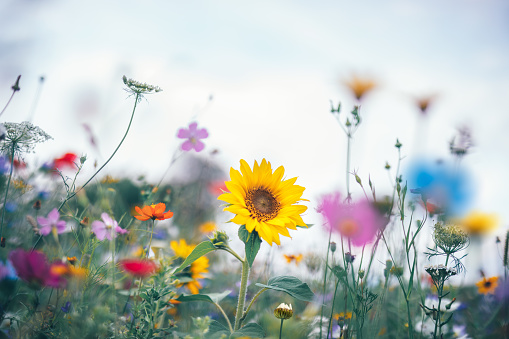 Summer meadow full of colorful flowers.