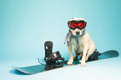 A cute dog in scarf and in ski mask siting on snowboard isolated on blue background with copy space.