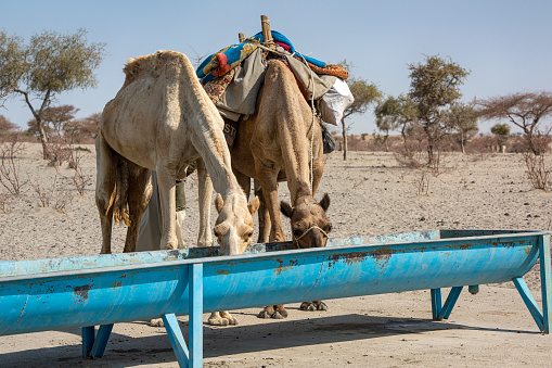 Two camels belonging to herders of the Fula (Fulbe, Fulani) people drinking at a water place (drinking bowl, water well) in the typical landscape of the Sahel region. \n\nThe Sahel is Africas transition zone between the Sahara desert in the north and the Savanna belt in the south. Sahel means in Arabic \