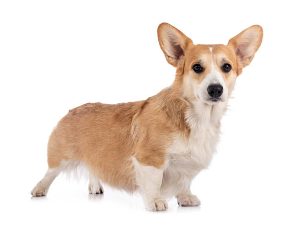istock young Pembroke Welsh Corgi 1297177384