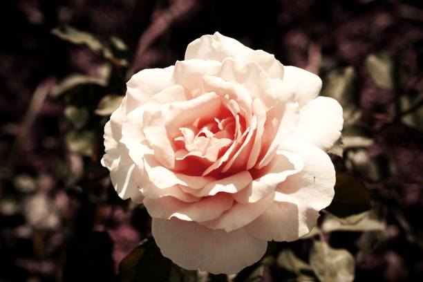 istock beautiful fresh rose retro style 1297177484