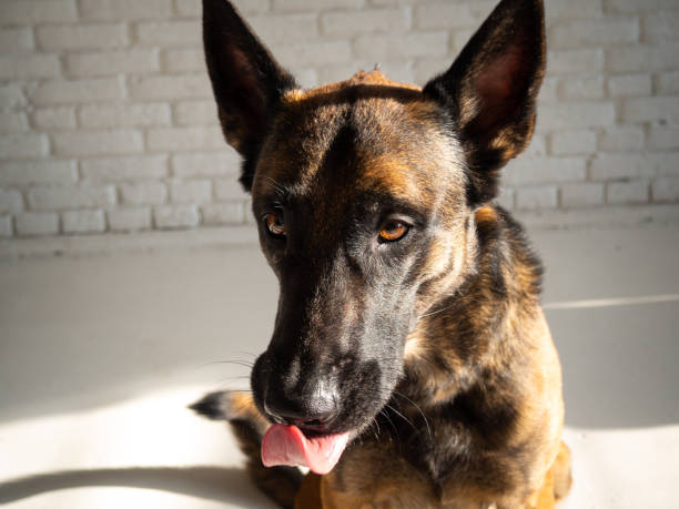 istock Portrait of a Belgian shepherd dog. 1297177523