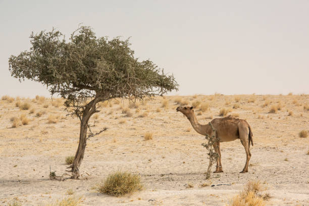 istock Lonley Camel  in the dry Sahel region, Chad 1297178437