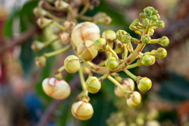 istock Cannonball tree with beautiful blossom at the stem 1297178784