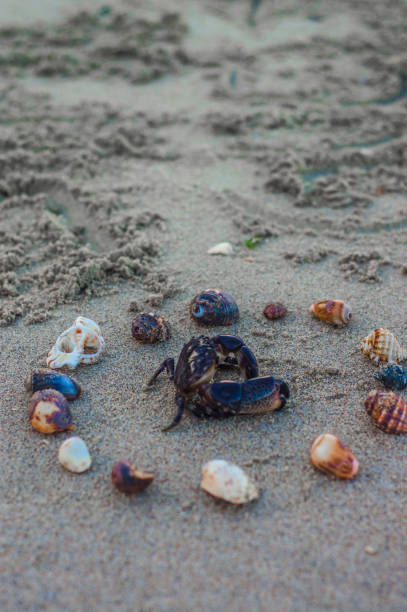 해변 모래에 바다 껍질로 둘러싸인 게 - hermit crab pets animal leg shell 뉴스 사진 이미지