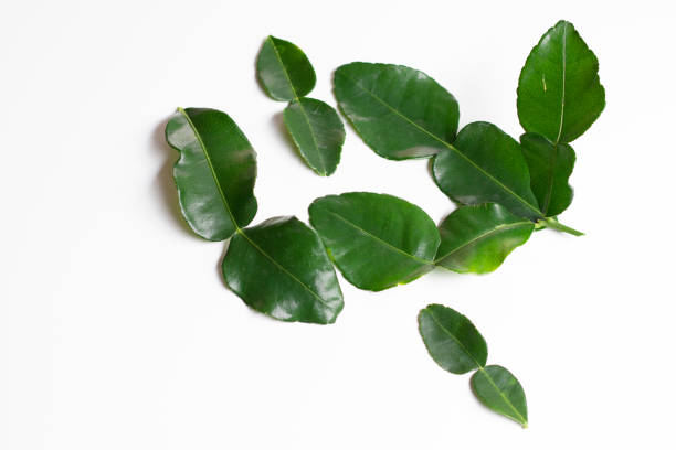 istock Fresh green kaffir lime leaves on a white background 1297179322