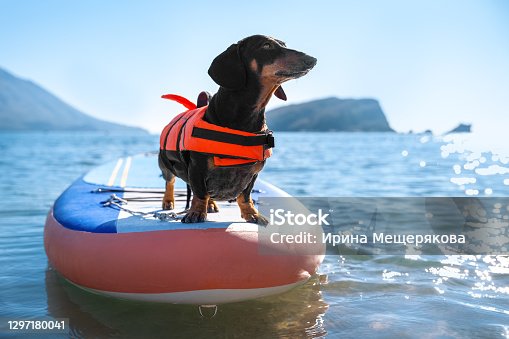 istock Cute dachshund dog wearing orange life jacket standing on SUP-board as skilled surfer on sea water on sunny day close view. 1297180041