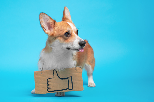 Funny welsh corgi pembroke dog shows tongue playfully wearing cardboard sign hanging around its neck with painted symbol of raised thumb up, blue background, copy space.