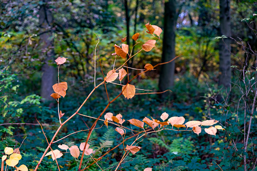 English woodland shrub in autumn.