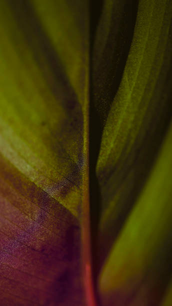 istock The green and lilac gradient colored back side of a tropical leaf 1297180318