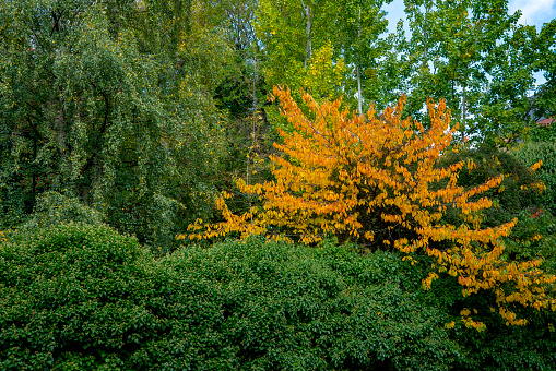 Beech tree in autumn.