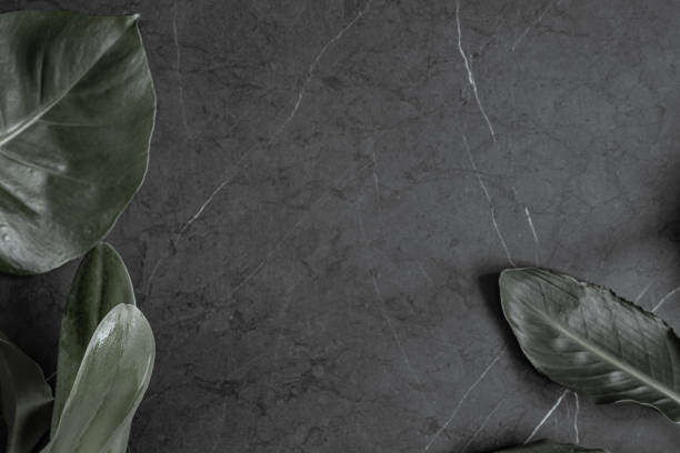 istock Large natural tropical leaves on marble surface top view. 1297180669
