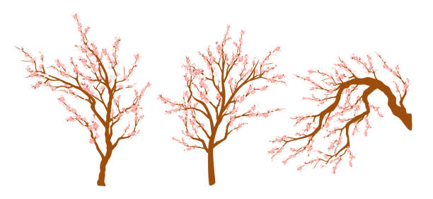 satz von frühling blühenden baum zweige, baum zweig mit rosa blüten. sakura oder kirsche. - sakura stock-grafiken, -clipart, -cartoons und -symbole