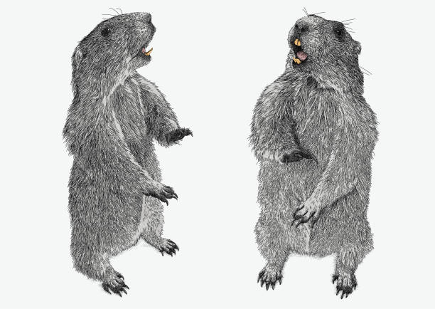 ilustraciones, imágenes clip art, dibujos animados e iconos de stock de marmota rodent gopher animal - groundhog