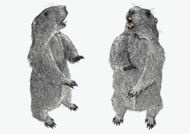 Vector illustration of Groundhog Rodent Gopher Animal