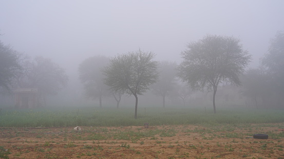 Rural landscape view with attractive haze or fog falling on ground. White haze floating on landscape with cold.