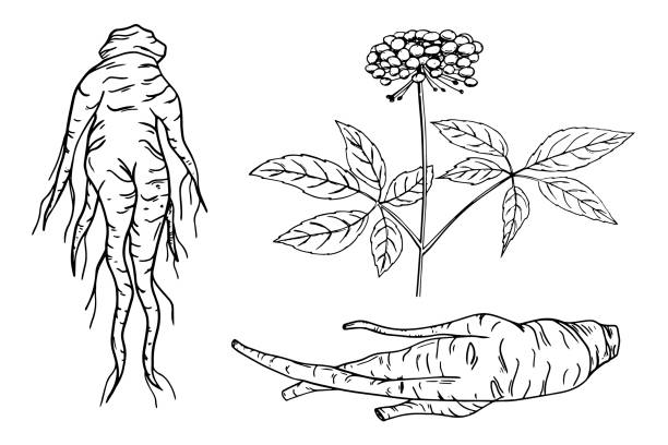 ilustrações de stock, clip art, desenhos animados e ícones de red korean or chinese ginseng root icons. - ginseng root herbal medicine panax