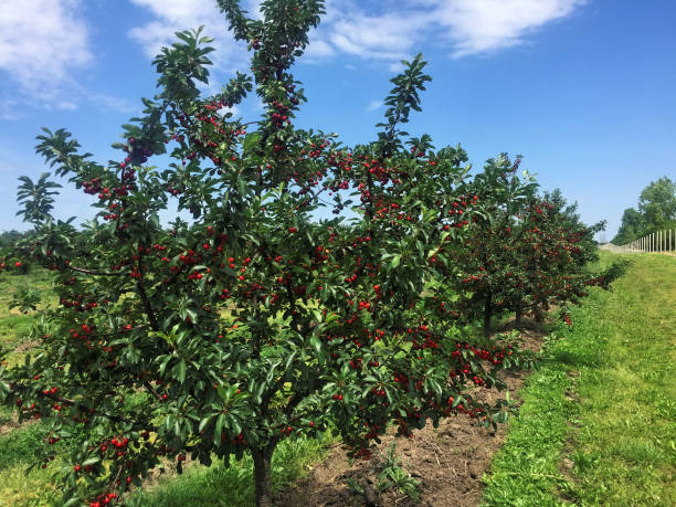 istock Sour cherry farm in Serbia 1297183507