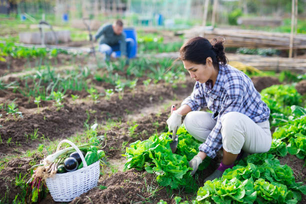 istock Hired worker weeds cabbage garden on field 1297184581