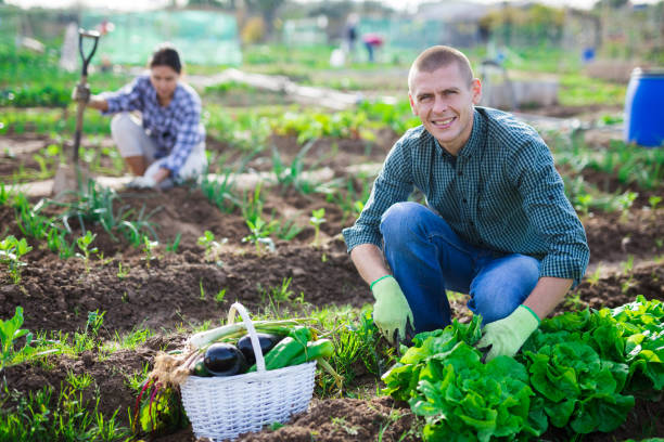 istock Young gardener harvesting green lettuce at smallholding 1297184585