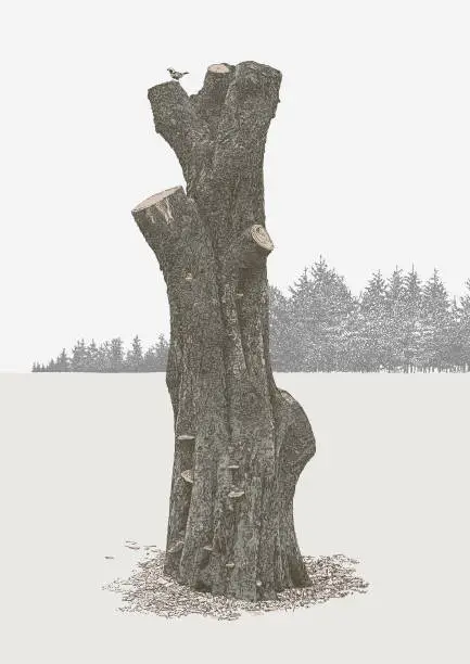 Vector illustration of Tree Stump Pruned