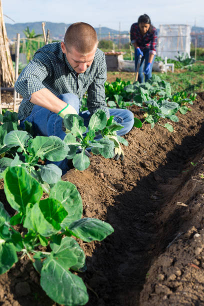 istock Focused man hilling cabbage seedlings in garden beds 1297184805