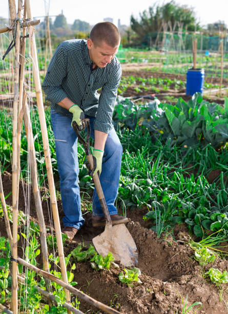 istock Farmer working with shovel in vegetables garden 1297184883