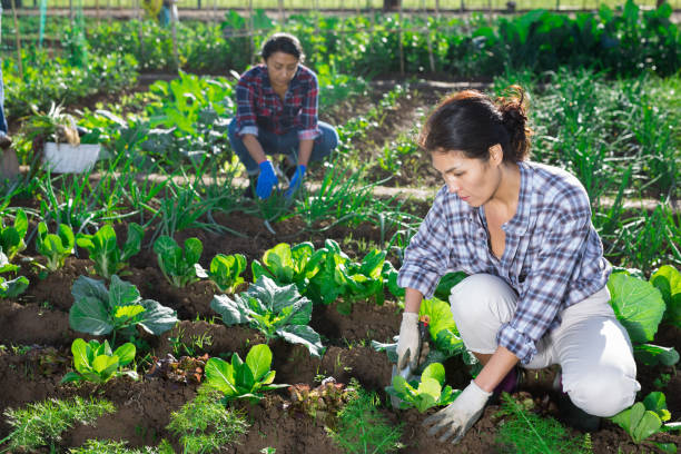 istock Asian woman spudding cabbage plants in vegetable garden 1297184910
