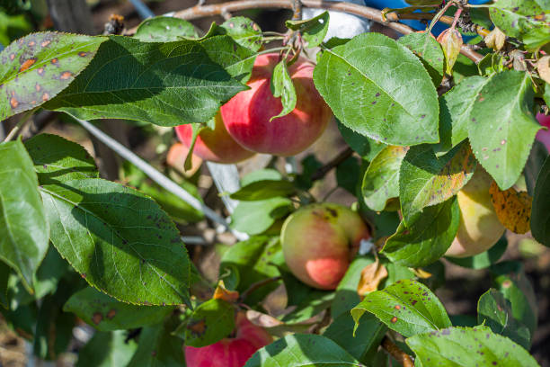 istock Apple leaves disease, Apple scab, Brown spot (phyllosticosis). 1297184973