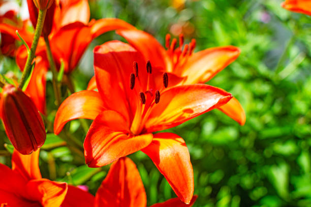 istock Beautiful orange lily in a blooming garden. 1297185936