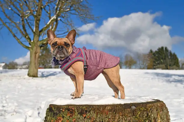 Side view of French Bulldog dog wearingw arm winter clothes while standing on tree stump in winter snow landscape