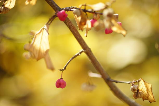 istock Wild pink berries on a bush with dry leaves 1297187263