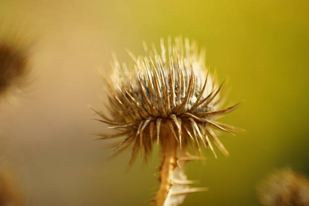 Sharp thorn plant growing in sunny field. Macro image