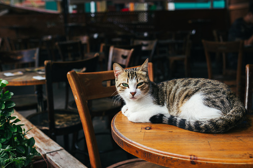 Cute cat sitting on a table in a street cafe in Istanbul, Turkey. Portrait of a street cat.