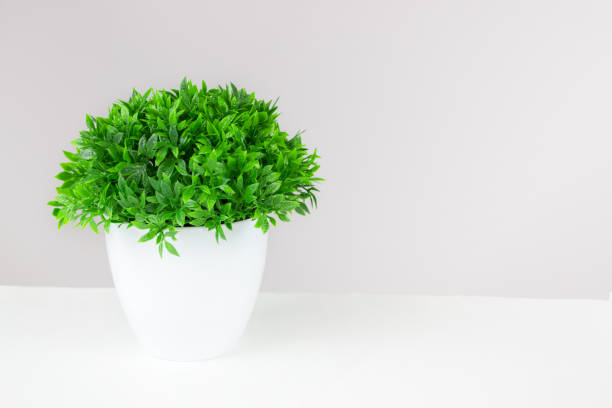 istock Indoor small green plant on white table by front view. Small houseplant. Copy space. 1297187800