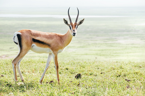 Retrato de animales salvajes de la gacela de Thomson. Zona de conservación del cráter Ngorongoro, Tanzania. photo