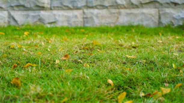 istock Green grass in sunny weather 1297190020