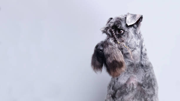 Portrait of Kerry blue terrier on a white background. Isolated. The dog has a pigtail made of eyebrow hair on his head Portrait of Kerry blue terrier on a white background. Isolated. The dog has a pigtail made of eyebrow hair on his head by a grooming master. The picture was taken in the studio. county kerry photos stock pictures, royalty-free photos & images