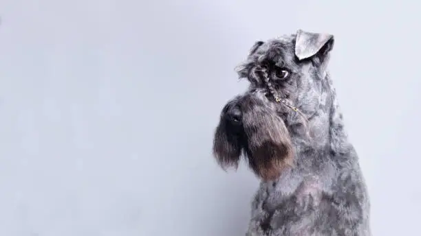 Portrait of Kerry blue terrier on a white background. Isolated. The dog has a pigtail made of eyebrow hair on his head by a grooming master. The picture was taken in the studio.