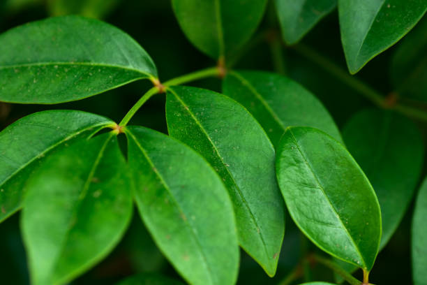 istock Green foliage nature background trees in summer forest with dangling branches covered with fresh leaves. Vibrant colors environment ecology 1297190585