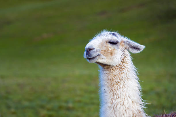 One llama standing in a field in Dumfries and Galloway south west Scotland after a recent shower of rain the fleece of the llamas is wet