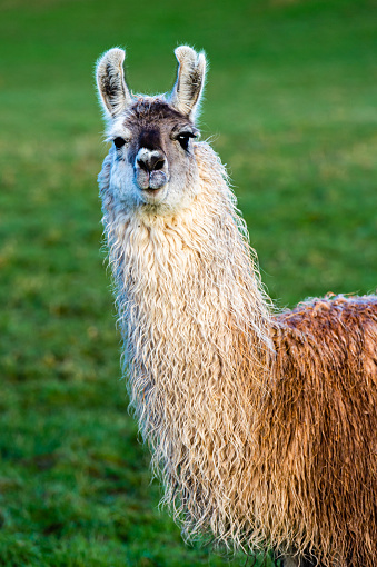 One llama standing in a field in Dumfries and Galloway south west Scotland after a recent shower of rain the fleece of the llamas is wet