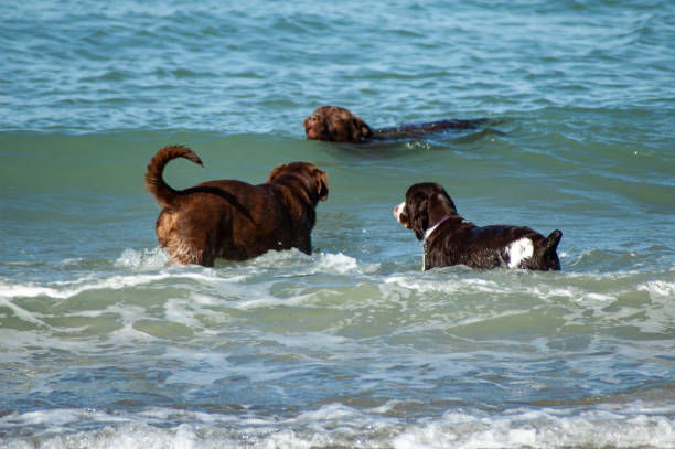 istock Two labs and a springer spaniel playing in the waves at the beach 1297191240