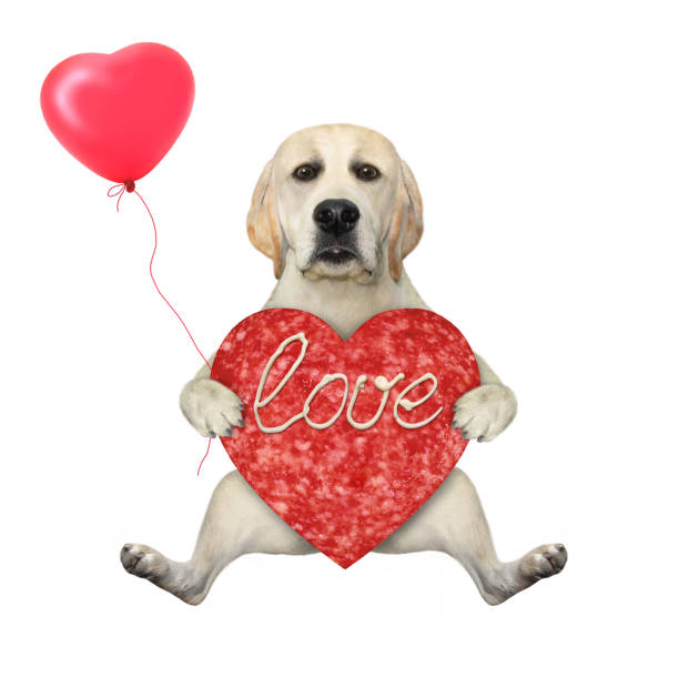 istock Dog sits with sausage heart 1297191269