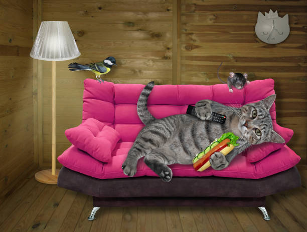 istock Cat gray on pink divan with hot dog 2 1297191273