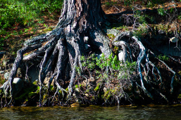 istock Tree on edge of pond with roots showing 1297191301
