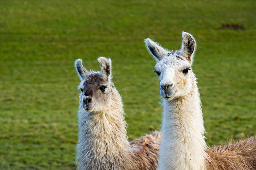 A pair llamas standing in a field in Dumfries and Galloway south west Scotland after a recent shower of rain the fleece of the llamas is wet