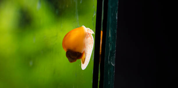 escargot de pomme d’or - hobbies freshwater fish underwater panoramic photos et images de collection