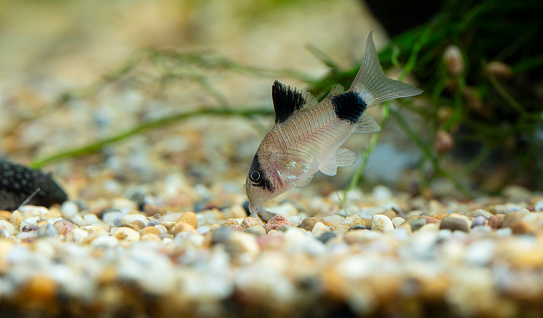 Shot of a corydoras panda fish, it is cleaning the ground of tha aquarium. Shot with high megapixel DSLR camera, Canon 5DSR