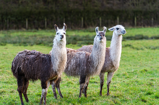 A small group of llamas standing in a field in Dumfries and Galloway south west Scotland after a recent shower of rain the fleece of the llamas is wet